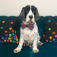 Moray Tartan Dog Bow Tie