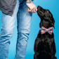 Tandy Rainbow Dog Bow Tie | Harris Tweed