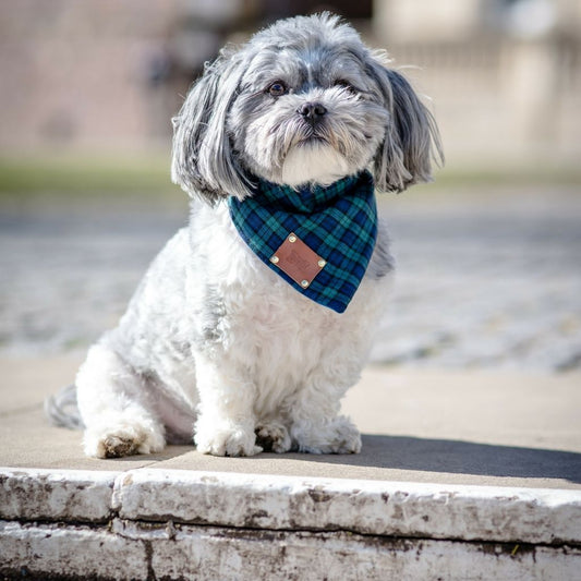 Smithfield Tartan Dog Bandana | Blue & Green